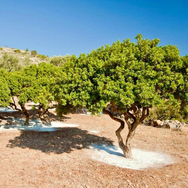 Chios gum Mastic